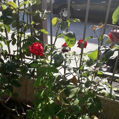 Roses * Skála Kallirákhis